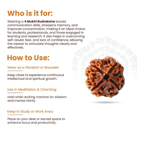 Original 4 Mukhi Rudraksha